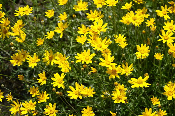 istock Eriophyllum lanatum with yellow flowers 1189558750