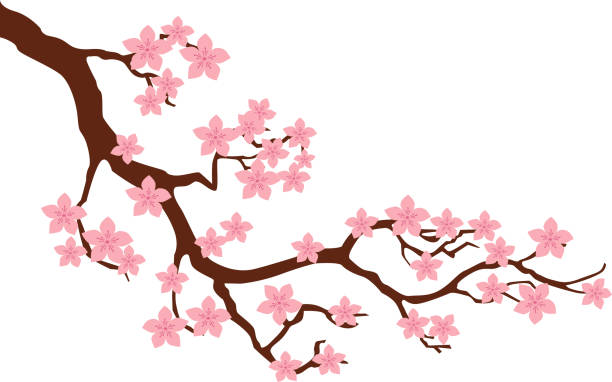 kirschblüten - sakura blumen - sakura stock-grafiken, -clipart, -cartoons und -symbole