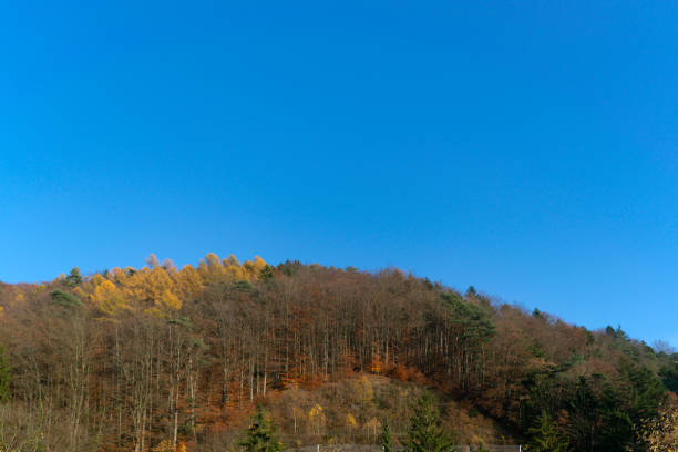 Sunny autumn day view of the forest with yellow and bare trees