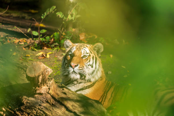 istock Tiger in a zoo 1189561515