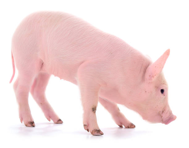 istock Small pink pig isolated. 1189561593