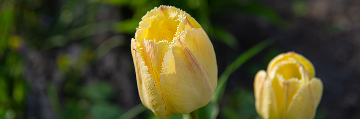 Blooming pair of yellow tulip flowers on a green background in the garden. Spring season. Web banner.