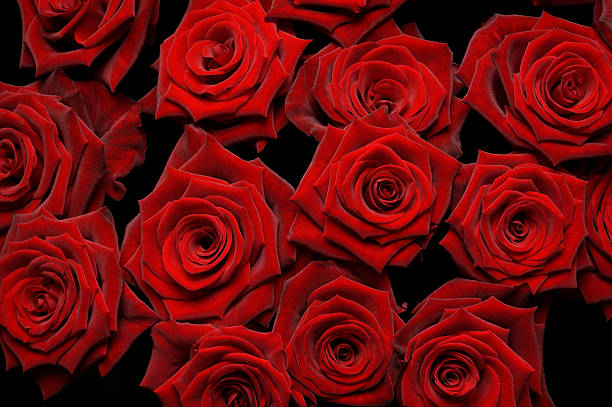 istock Bunch of red roses 118956658