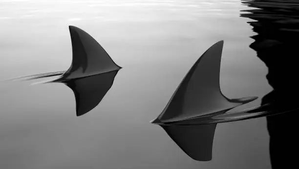 Photo of 3d illustration of two scary sharks circling in the dark water