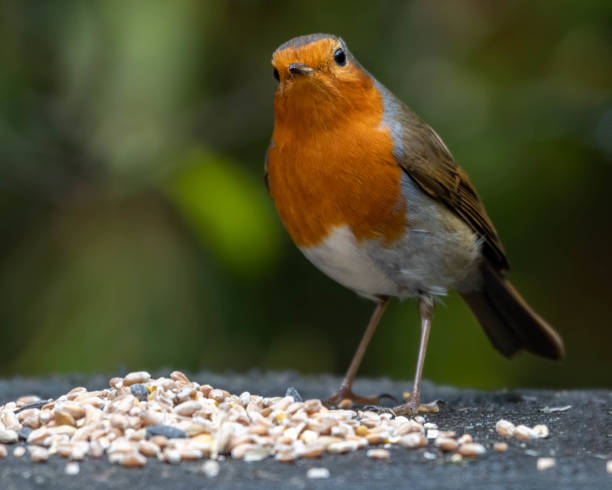 European Robin Feeding on Seeds European Robin Feeding on Seeds Garden Birds stock pictures, royalty-free photos & images