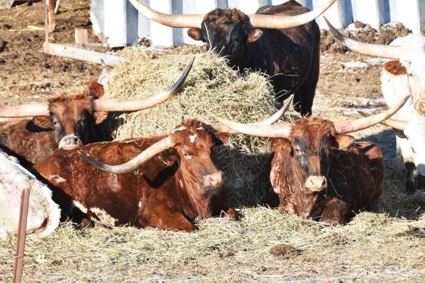 istock Longhorn Cattle by Hay 1189568324
