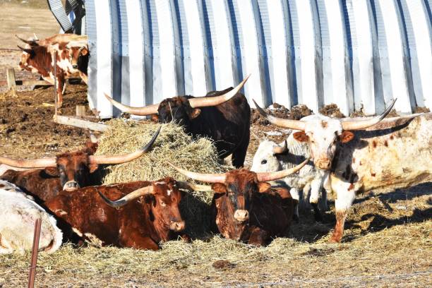 longhorn bydło przez quonset - quonset zdjęcia i obrazy z banku zdjęć