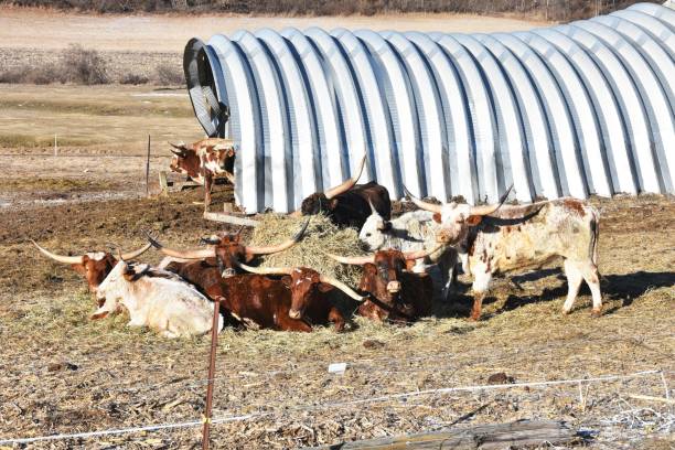 longhorns od quonset - quonset zdjęcia i obrazy z banku zdjęć