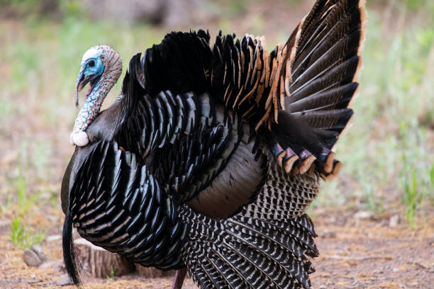 istock Wild Rio Grande Turkey 1189569379