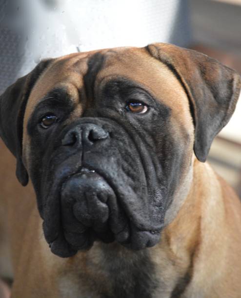 istock Puppy dog eyes 1189570168