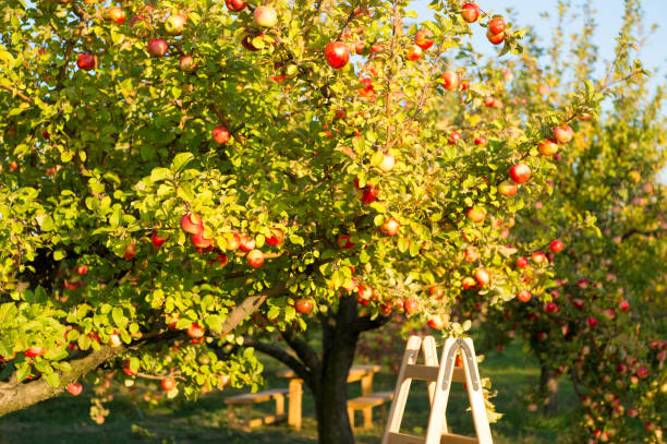 istock Apple tree on sunny day. Fruit tree garden. Ripe apples grow on tree. Fruit tree production. Apple garden or orchard. Apple cultivation and agriculture. Harvesting time. Harvest season. Fruit crop 1189570350
