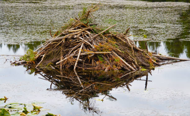 istock Close up of a Beaver Lodge 1189570387