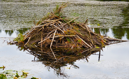 Close up of a beaver lodge sitting on a still lake surrounded by Water Lilies.