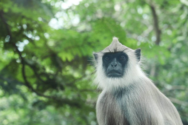 istock Gray Langur Indian Hanuman Specie of Monkey Curiously Looking At Camera 1189570607