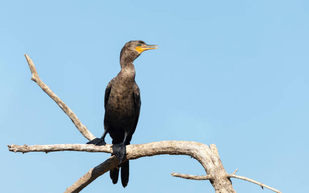 istock Close up of a Neotropic cormorant perched on a tree 1189571934