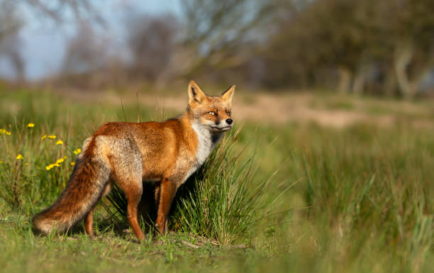 istock Close up of a red fox standing in meadow 1189572106