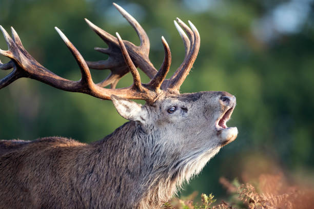 istock Red deer stag calling during rutting season 1189572285