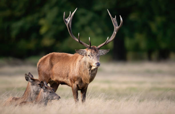 istock Red deer stag with hinds during rutting season 1189572324