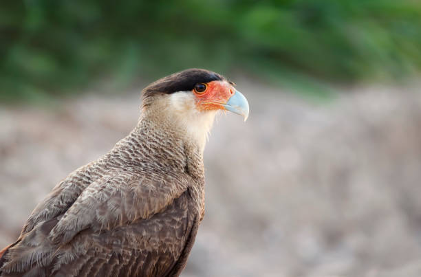 istock Close up of Southern crested caracara 1189572349