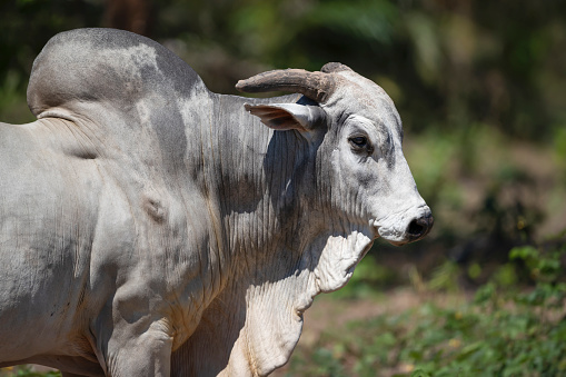 Close up of a Nelore bull in brazilian farm.