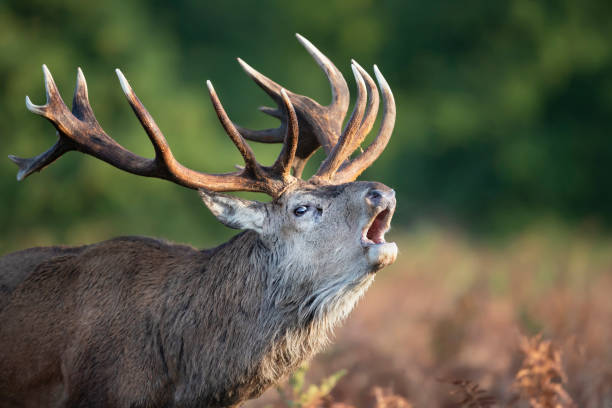 istock Red deer stag calling during rutting season 1189572388