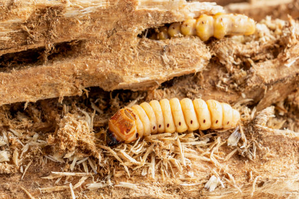 Beetle Worm of Scarab Beetle is dangerous insect pest with Mango tree borer. Batocera rufomaculata for eating as food edible insects, it is good source of protein. Environment and Entomophagy concept. el gusano escarabajo del escarabajo es una peligrosa plaga de insectos con el árbol de mango. batocera rufomaculata para comer como alimentos insectos comestibles, es una buena fuente de proteína. concepto de medio ambiente y entomofagia.