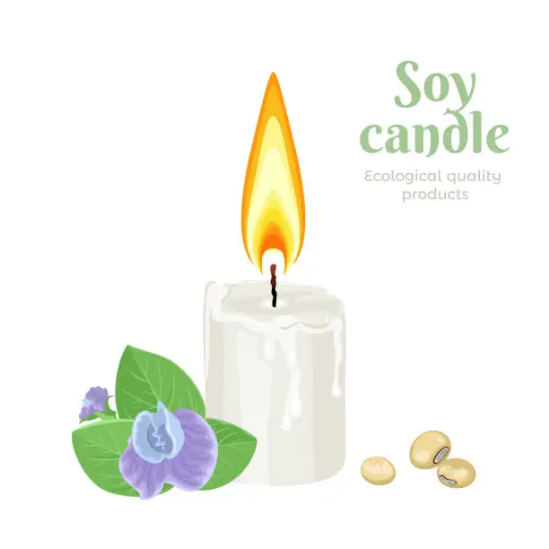 Vector illustration of Soy candle isolated on a white background. Vector illustration of natural soybean wax candle and soy flower in cartoon simple flat style. Eco product.