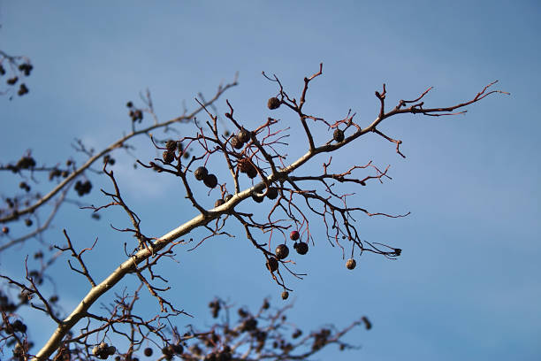 istock Branches against the blue frosty autumn sky 1189575087