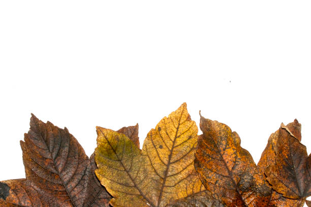 istock Winter Dead Leaves for Border Background 1189575208