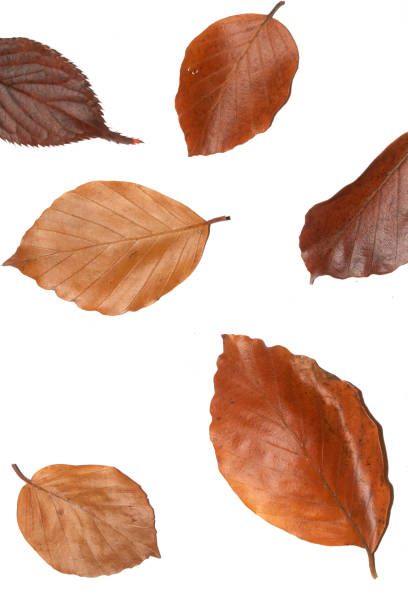 istock Winter Dead Leaves for Border Background 1189575339