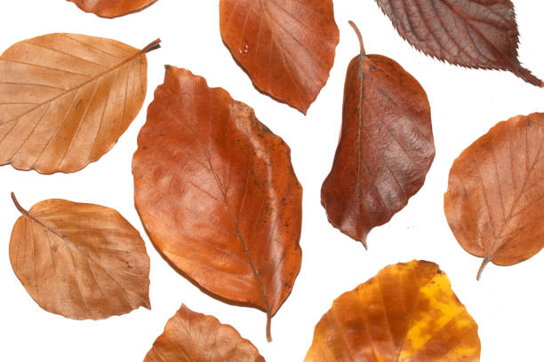 istock Winter Dead Leaves for Border Background 1189575446