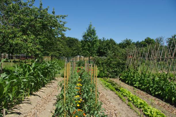 istock The vegetable garden 1189575458