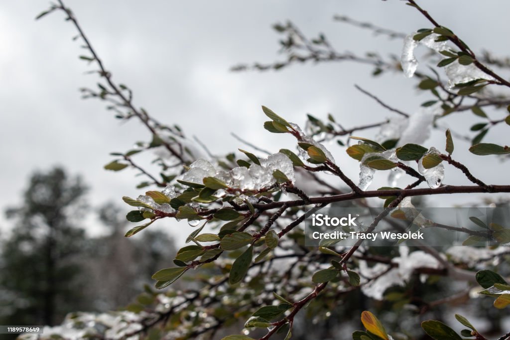 Ice covered branch Branch in winter covered in ice and snow Bare Tree Stock Photo