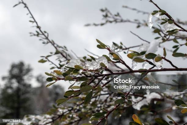 Ice Covered Branch Stock Photo - Download Image Now - Bare Tree, Beauty, Beauty In Nature
