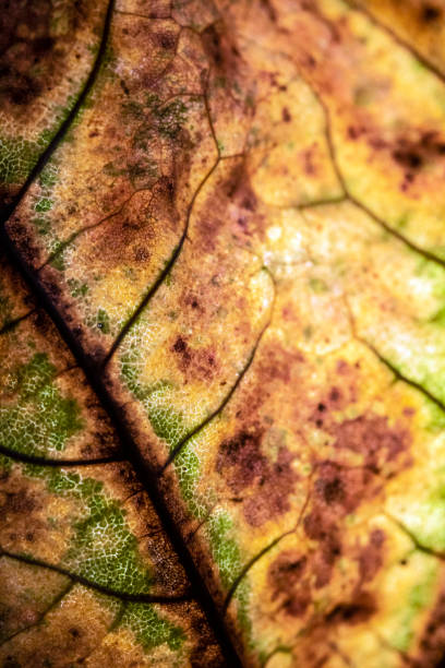istock Macro Close Up of a Winter Fallen Leaf Rotting Abstract Background 1189579187