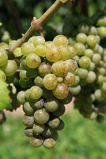 Grapes of Wrath stock photo