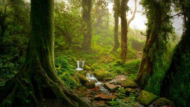 istock Tropical forest in asia 1189580353