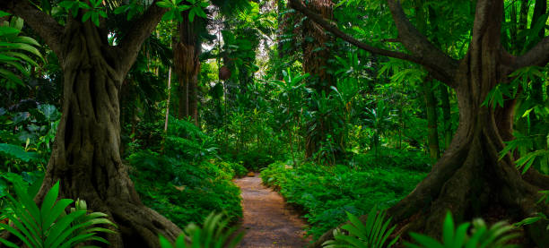 istock Tropical forest in asia 1189580357