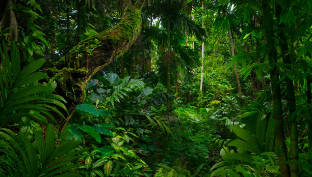 istock Tropical forest in asia 1189580362