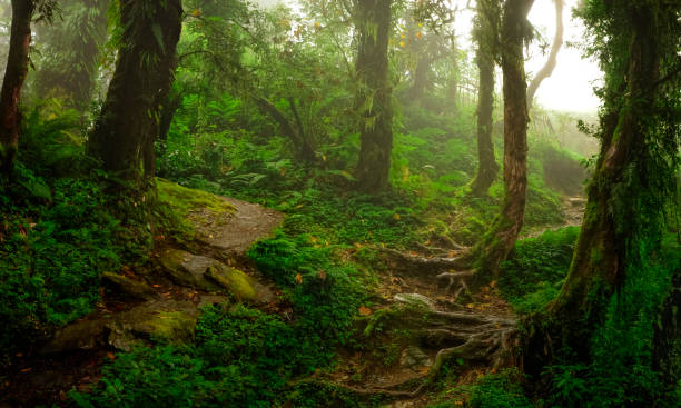 istock Tropical forest in asia 1189580401