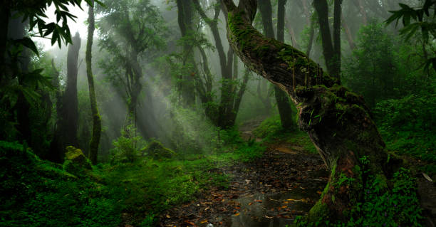 istock Asian tropical forest in august 1189580407