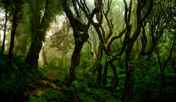 istock Tropical forest in asia 1189580432