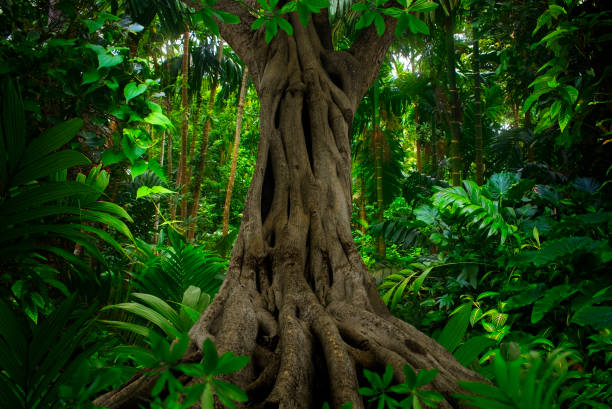 istock Tropical forest in asia 1189580446