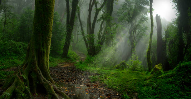 istock Tropical forest in asia 1189580451
