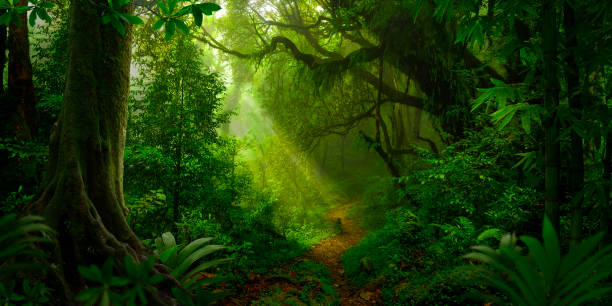 istock Tropical forest in asia 1189580455