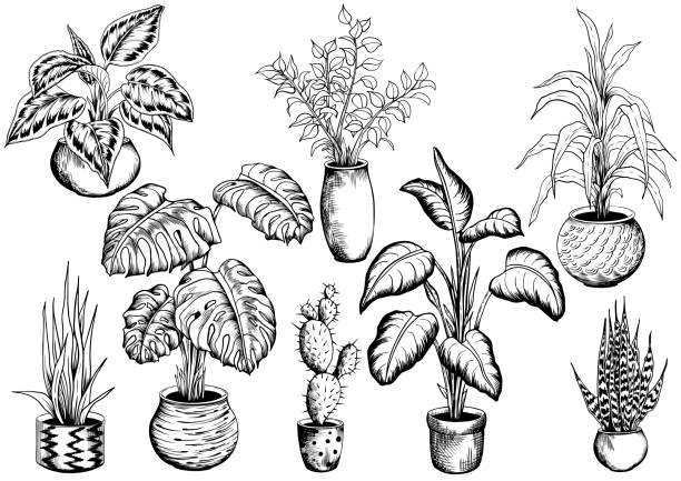 Set of house plants. Collection of sketchy houseplants. Hand drawn black and white vector illustration. zebra plant stock illustrations