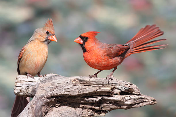 Pair of Northern Cardinals  female cardinal bird stock pictures, royalty-free photos & images