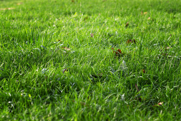 istock Fallen leaves on green grass in bright sun 1189581529