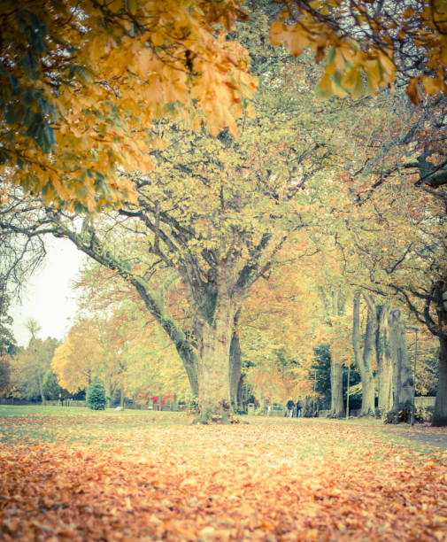 istock Old couple walking in the autumn forest 1189582411
