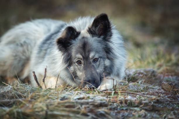 istock Portrait of cute fluffy dog 1189585568
